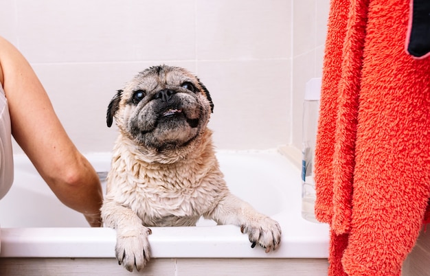 Uroczy mops w wannie w domu, szykując się do kojącej kąpieli z gorącą wodą. Koncepcja pielęgnacji zwierząt domowych, pielęgnacji sierści i higieny psa.