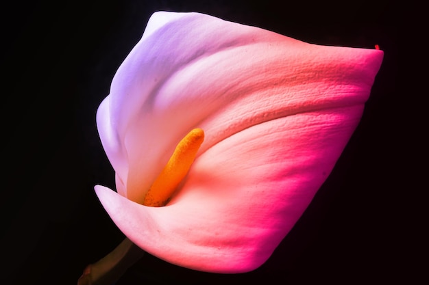 Uroczy piękny kolorowy kwiat lilii Calla na czarno