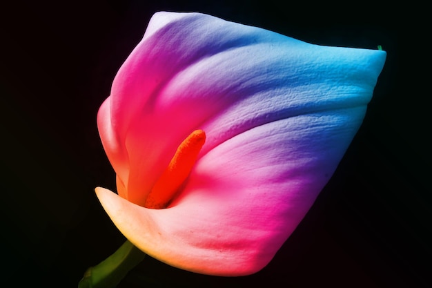Uroczy Piękny Kolorowy Kwiat Lilii Calla Na Czarno
