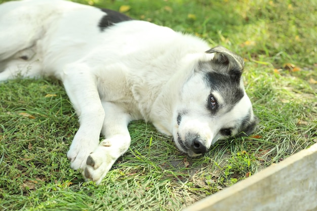 Uroczy pies leżący na zielonej trawie na zewnątrz