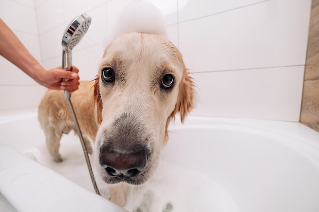 Uroczy Pies Rasy Golden Retriever Kąpiący Się W Domu I Patrzący W Kamerę Ręka Właściciela Trzymającego Sz...