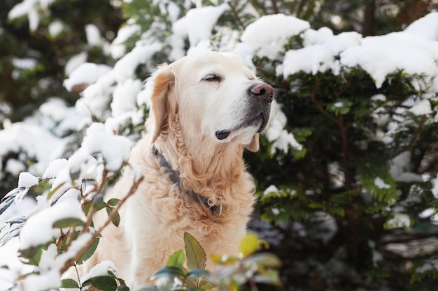Uroczy pies rasy golden retriever siedzący na śniegu w pobliżu zielonego drzewa Zima w parku