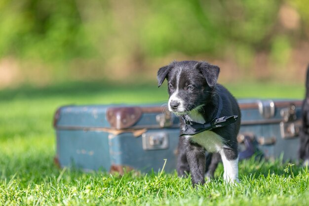 Uroczy portret niesamowitego zdrowego i szczęśliwego czarno-białego szczeniaka border collie. Czystej krwi