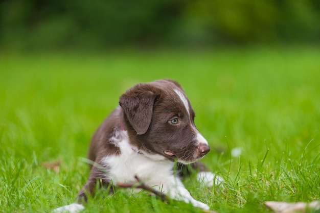 Uroczy portret niesamowitego zdrowego i szczęśliwego czarno-białego szczeniaka border collie na tle liści