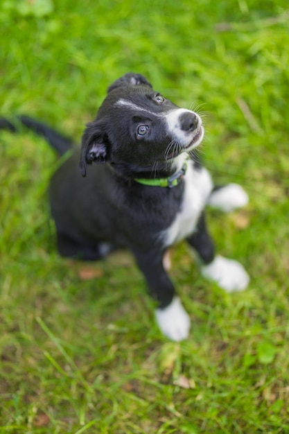 Uroczy portret niesamowitego zdrowego i szczęśliwego czarno-białego szczeniaka border collie na tle liści