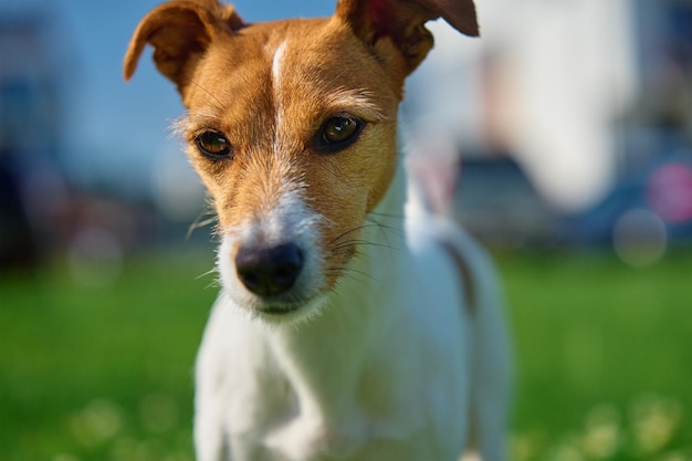 Uroczy portret uroczego psa na zewnątrz z bliska Aktywne zwierzę domowe pozuje na tle zielonej trawy JAck Russell terrier spacerujący w letni dzień