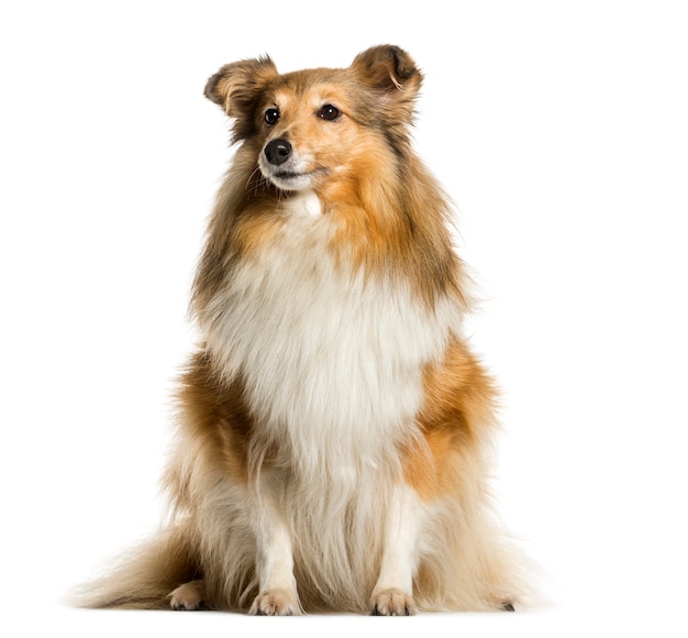 Uroczy siedzący pies Sheltie
