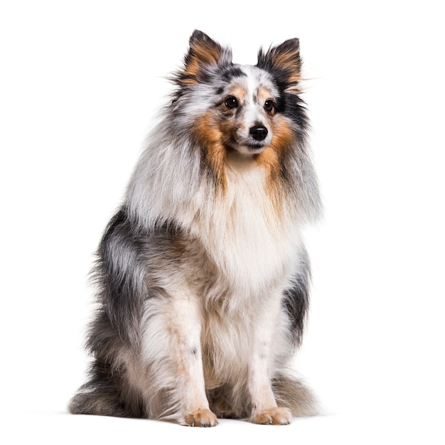 Uroczy siedzący pies Sheltie