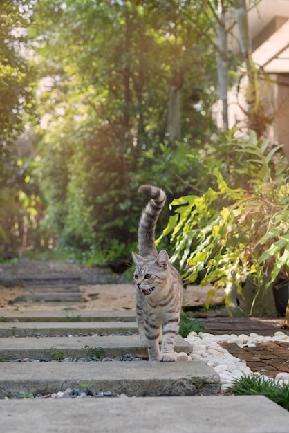 Uroczy śliczny tubby kot z pięknymi żółtymi oczami chodzi na kamiennej ścieżce w ogrodowy plenerowym