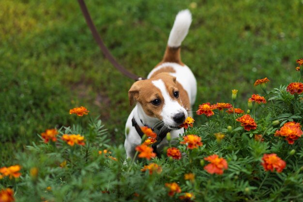 Uroczy Szczeniak Jack Russell Terrier Na Smyczy Pachnący Kwiatami W Naturze W Zielonym Parku