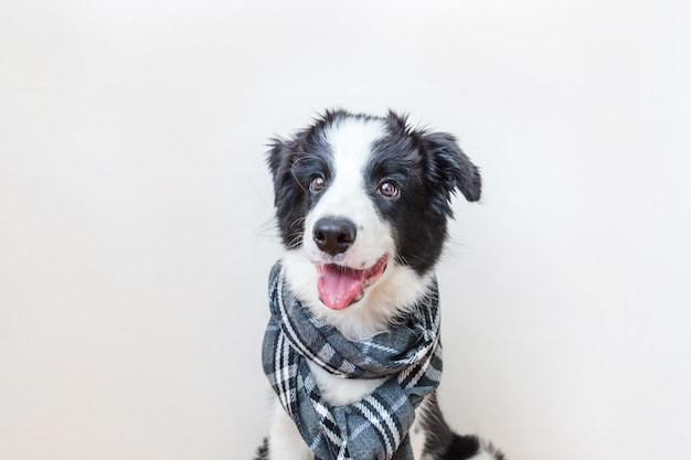 uroczy szczeniak rasy border collie ubrany w szalik na szyi