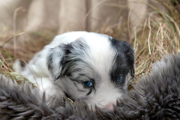 Zdjęcie uroczy tricolor blue merle border collie zbliżenie szczeniaka z niebieskimi oczami leżącego w koszu z sianem