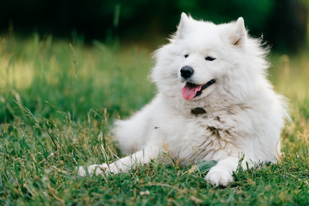 Uroczy zadziwiający biały puszysty szczęśliwy samoyed szczeniaka lying on the beach na trawie plenerowej przy naturą w lecie