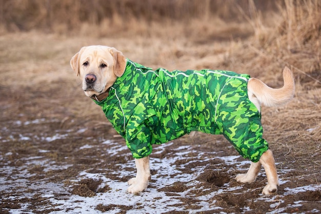 Uroczy złoty pies labrador w zielonym płaszczu przeciwdeszczowym na polu