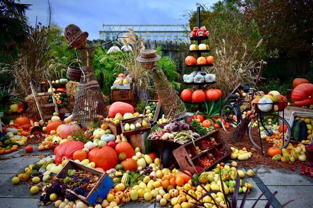 Zdjęcie uroczystości halloween