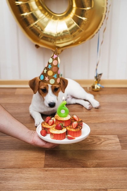 Urodzinowy pies w imprezowej czapce w pokoju ozdobionym balonami, patrzący w kamerę