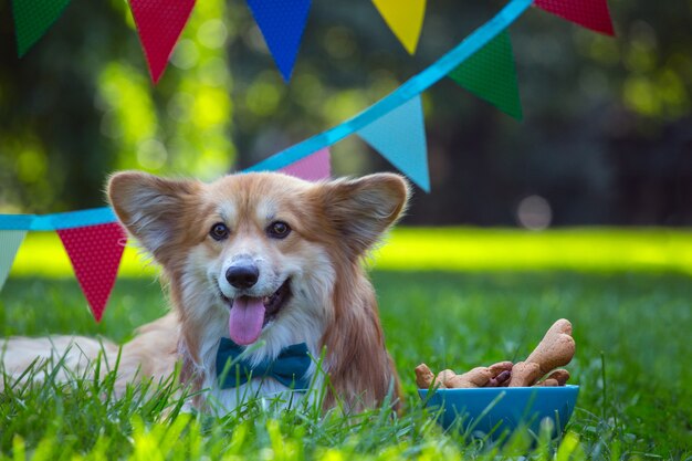 Urodziny off piękne puszyste corgi na zielonym trawniku i kolorowe flagi imprezowe w tle