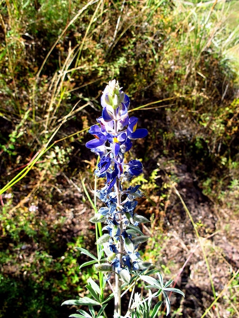 Urubamba Święta Dolina Inków Peru Ameryka Południowa