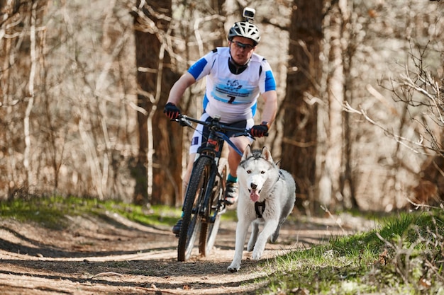 Uruchamianie psa zaprzęgowego Siberian Husky ciągnąc rowerzystę płci męskiej na suchym lądzie jesienią w lesie Pies husky mushing