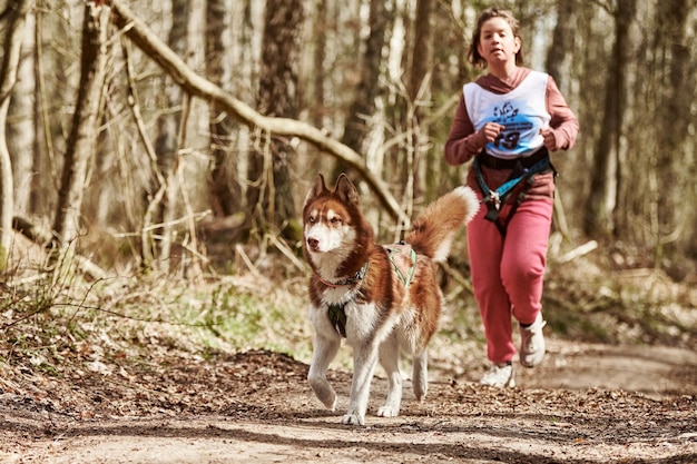 Uruchamianie Psa Zaprzęgowego Siberian Husky W Uprzęży, Ciągnąc Młodą Dziewczynę Na Jesiennej Leśnej Wiejskiej Drodze