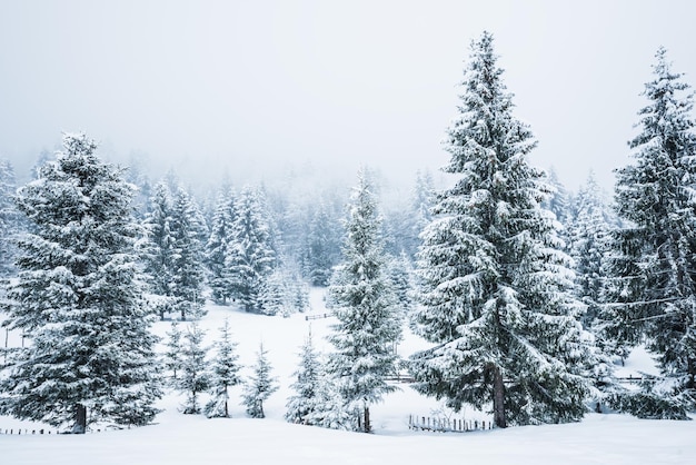 Urzekająca surowa panorama wysokich jodeł pokrytych śniegiem rosną w lesie zimą mroźny dzień Pojęcie surowej północnej przyrody i rekreacji na wsi zimą
