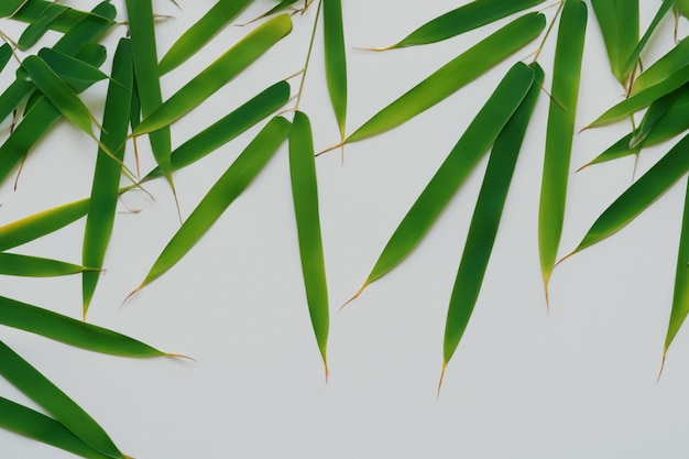 Zdjęcie urzekające tło liścia bambusa z eleganckim białym papierem