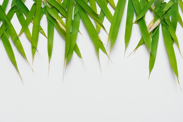 Urzekające tło liścia bambusa z eleganckim białym papierem