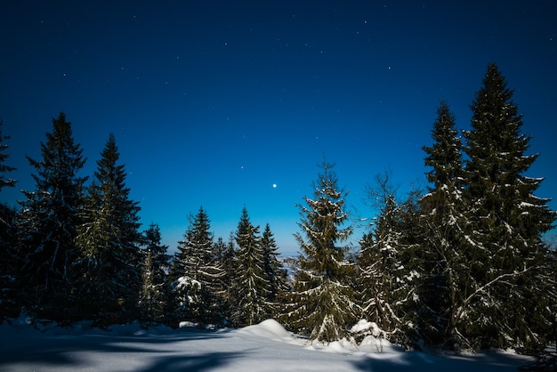 Urzekający magiczny krajobraz ośnieżonych wysokich jodeł na niebieskim, rozgwieżdżonym nocnym niebie