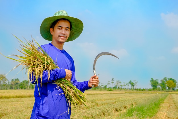 Uśmiecha się średniorolnego mężczyzna odzieży kapeluszowego używa sierp zbierał ryżowego irlandczyka w ryżu polu Tajlandia.
