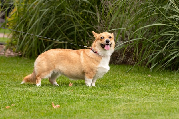 Uśmiechający się corgi na zielonym trawniku. Przyjazny corgi. Zabawny pies z krótkimi łapami i dużymi uszami. Pies do towarzystwa