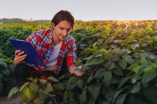 Uśmiechnięty Agronom W Polu Przejmując Kontrolę Nad Plonem I Dotykając Roślin W Zachodzie Słońca.