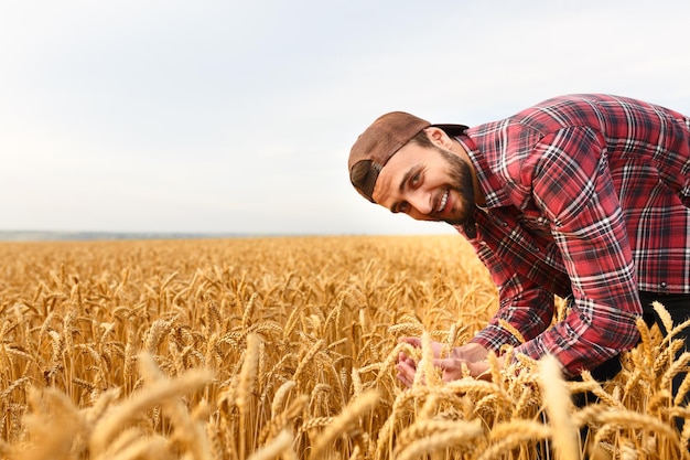 Uśmiechnięty mężczyzna z brodą trzymający uszy pszenicy na tle pola pszenicy Szczęśliwy rolnik agronom dba o swoją uprawę dla bogatego zbiorów o zachodzie słońca