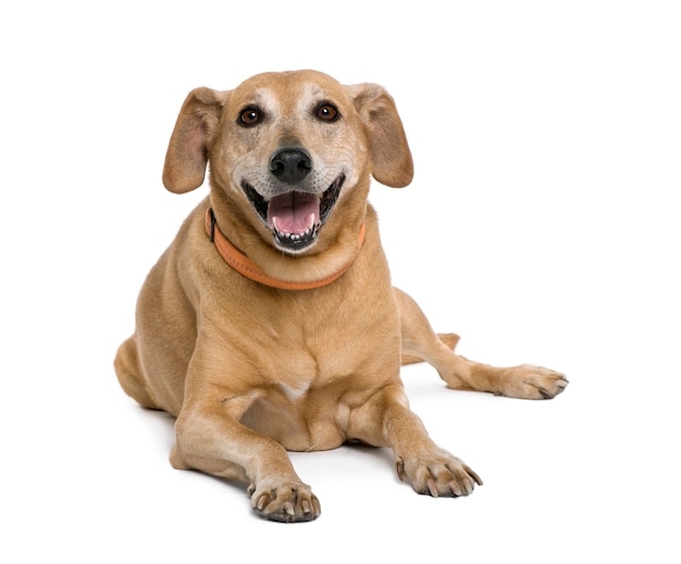 Uśmiechnięty Pies Mieszaniec Lub Mieszaniec. Portret Psa Na Białym Tle