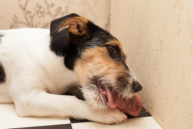Uśmiechnięty szczęśliwy pies Jack Russell terrier obgryzający z przyjemnością kość jedzenia Psi przysmak Białe tło