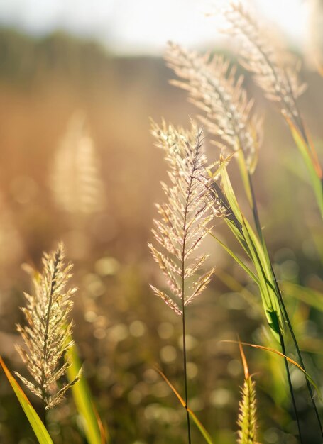 Uszy trawy w jasnym słońcu rozmazane naturalne tło