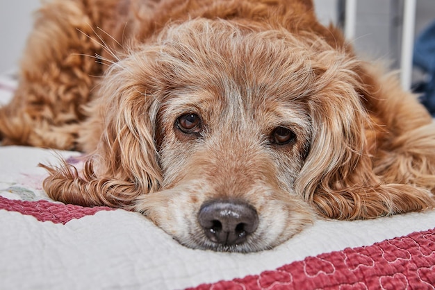 Uwielbiany Cocker Spaniel z smutnym wyglądem leżący na czerwonym łóżku