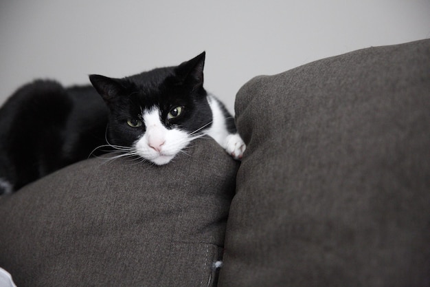 Uwielbiany czarny biały kot leżący na kanapie