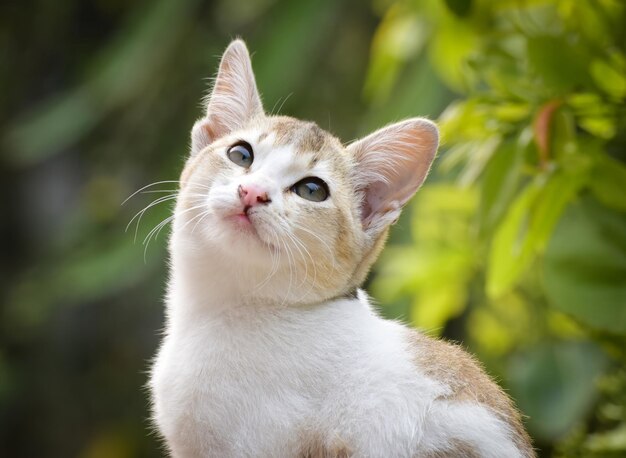 Zdjęcie uwielbiany mały kot siedzący uroczy kociak futrzany kot piękny kot zdjęcie kot tapeta uroczy kot