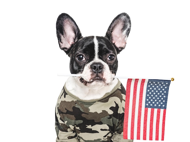 Zdjęcie uwielbiany szczeniak, amerykańska flaga i koszula wojskowa.