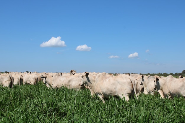 Zdjęcie vaca nelore bez pasto