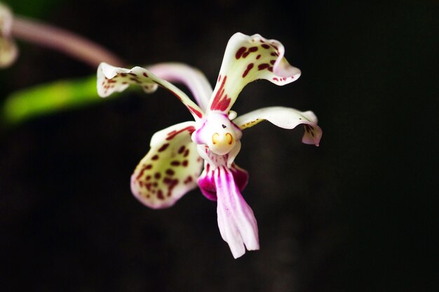 Zdjęcie vanda tricolor, tropikalny gatunek orchidei, endemiczny dla zboczy góry merapi yogyakarta, indonezja