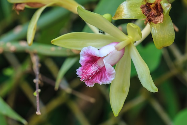 Vanilla pilifera Rzadkie gatunki dzikich orchidei