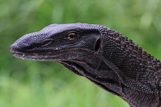 Varanus Beccarii Jaszczurka Głowa Zbliżenie Varanus Beccarii Jaszczurka Głowa Zbliżenie Z Naturalnym Tłem