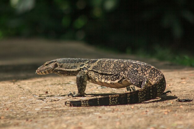 Varanus salvator chodzący po podłodze.