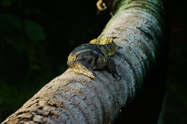 Varanus salvator leżał na drzewie kokosowym