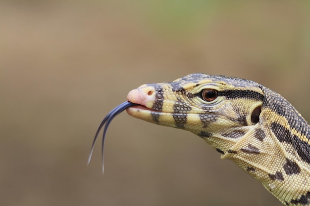 Zdjęcie varanus salvator lub monitor wody dzikie życie na tle przyrody