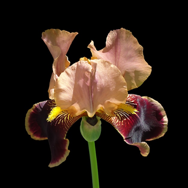 Zdjęcie variegated iris izolowane
