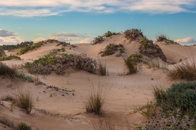 Vega Baja del Segura Guardamar Paisaje de las dunas de Guardamar del Segura