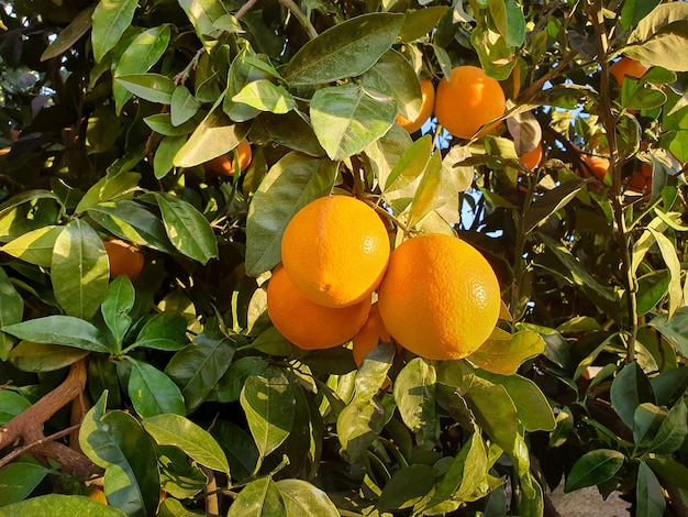 Vega Baja del Segura - Naranjos con sus frutos en la huerta valenciana