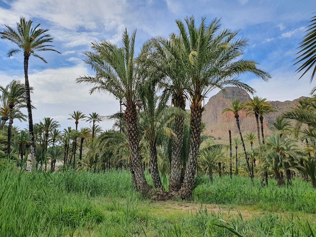 Vega Baja del Segura Orihuela Palmeral y paisajes de su entorno